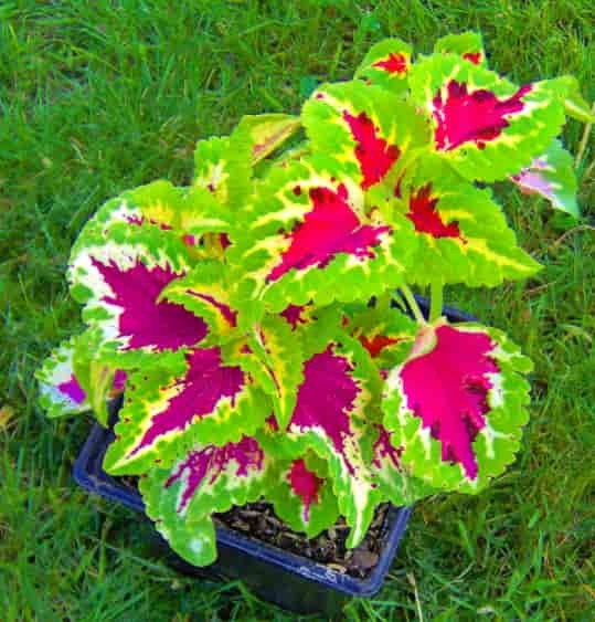 Coleus plant