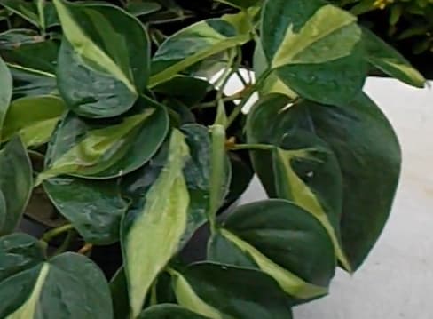 Philodendron brasil leaf