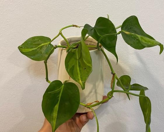 Philodendron Brasil Plant