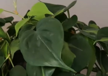 Philodendron brasil reverted leaf