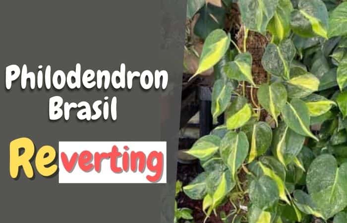 Why is my Philodendron Brasil Reverting? Solved!!