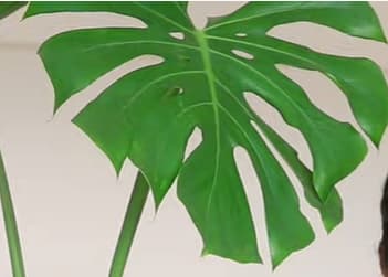 Uncurled monstera deliciosa leaf