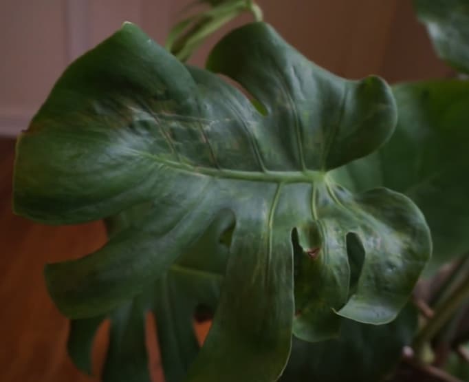 Monstera deliciosa curled leaves(Matured)