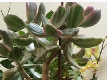 A jade plant