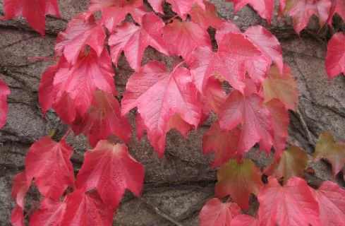 Boston Ivy Red foliage