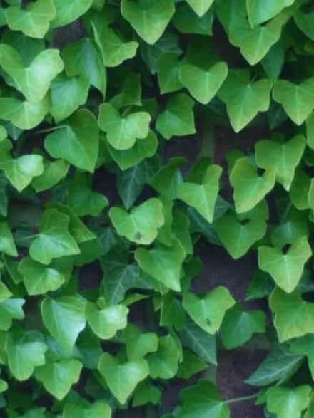 Boston ivy