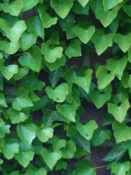 Boston ivy