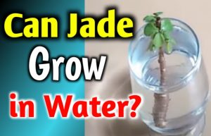 Can Jade Grow in Water