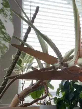 Cutting the stem with nodes