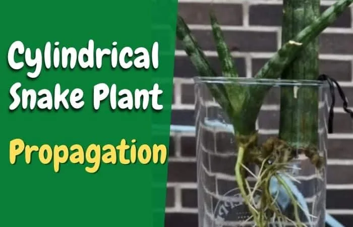 Cylindrical Snake Plant Propagation