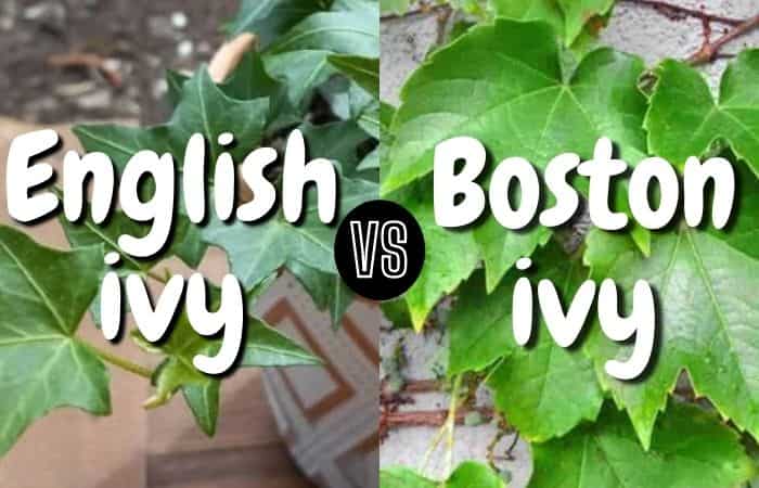 English ivy vs boston ivy (Differences & similarities)