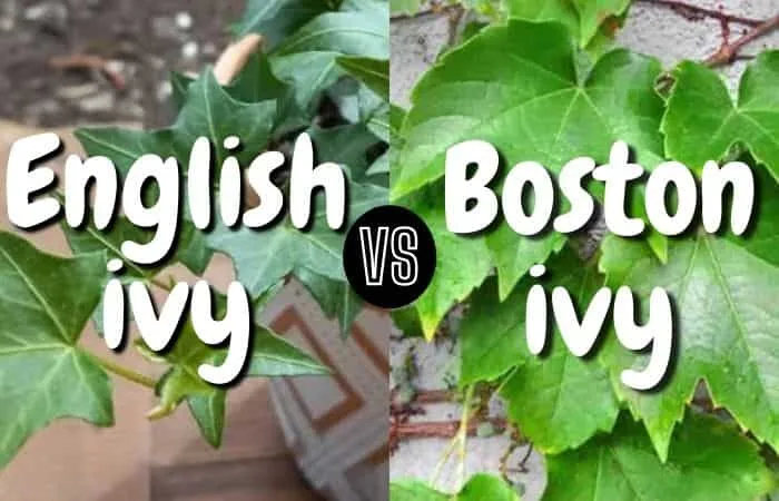 English Ivy vs Boston Ivy