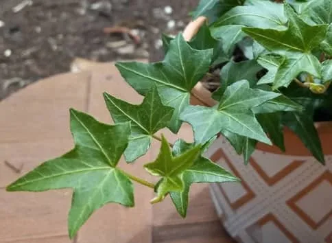 English ivy leaf