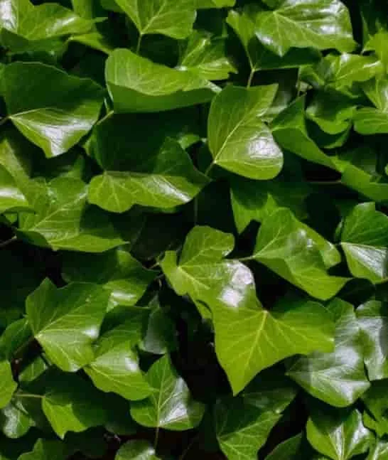 English ivy