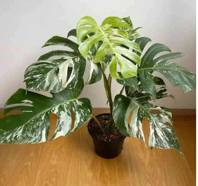 Monstera albo plant