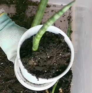 Place the baby plant in the pot