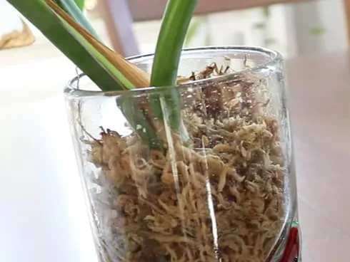 Placing the stem in the jar