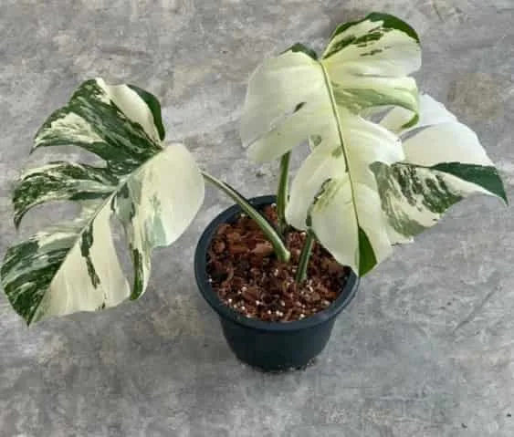 Plant the cutting in the soil