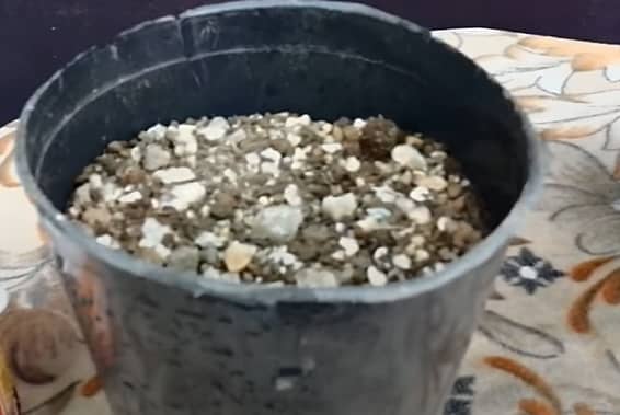 Prepared soil for propagation