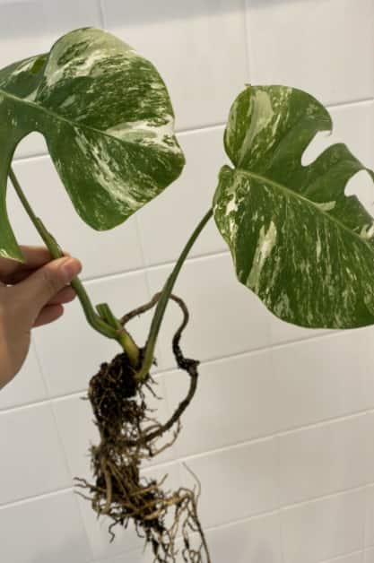Root initiation in the soil