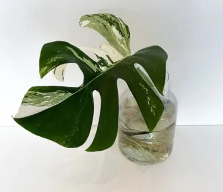 Root initiation in water
