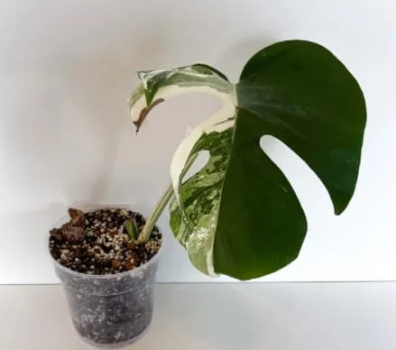 Transformation to the soil