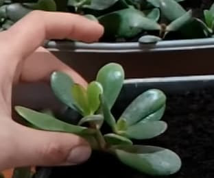 Transplantation in soil of jade plant