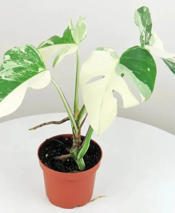 Watered mother plant before propagation