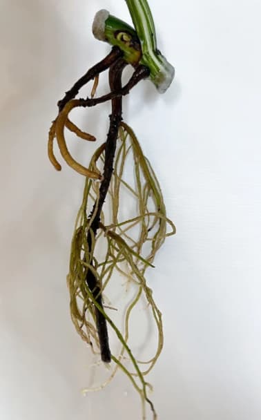 Adventitious roots initiated in water