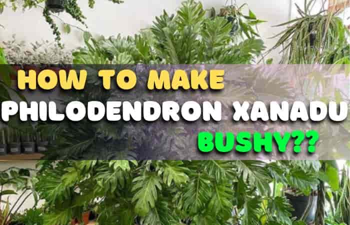 How to make Philodendron Xanadu bushy? [!explained]