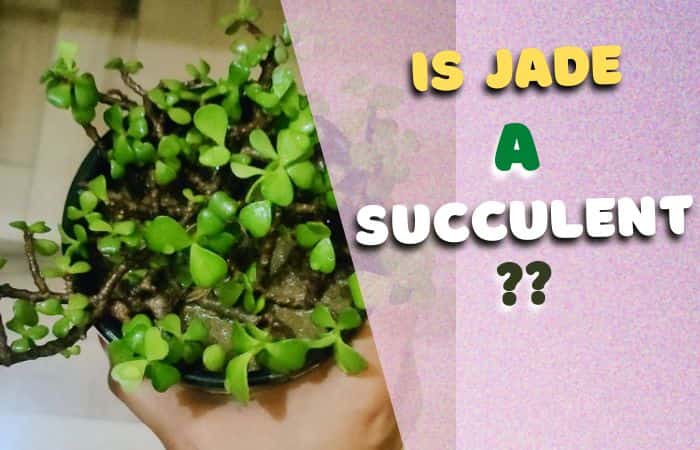 Is jade a succulent? [or tropical!!]