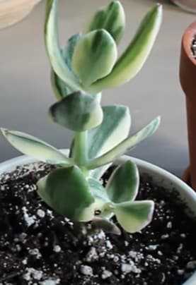 Jade plant is a succulent
