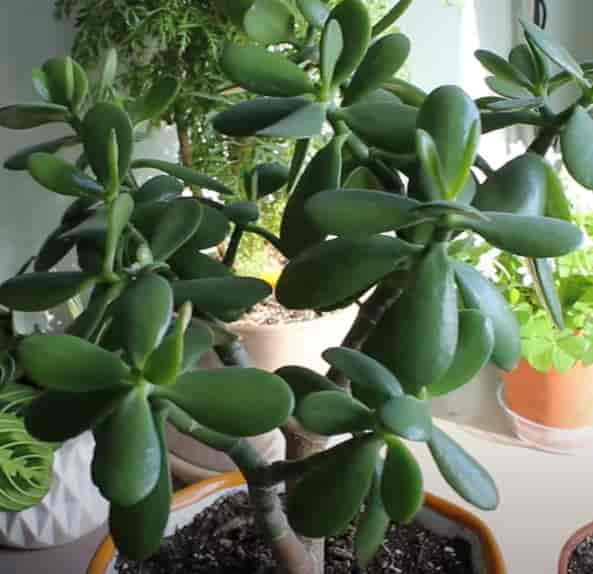 Jade plant