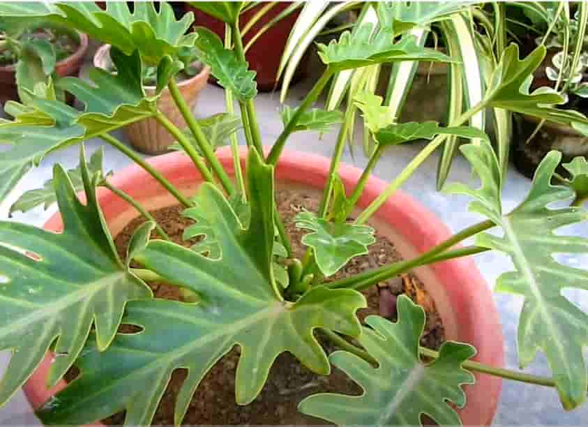 Philodendron xanadu plant