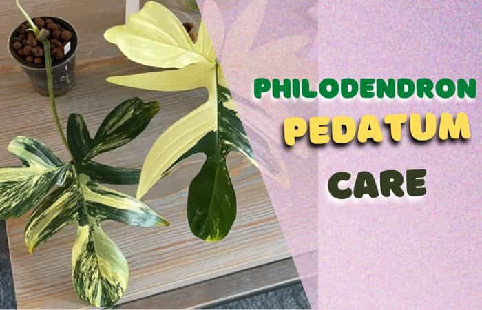 Philodendron pedatum care & propagation guide [step by step guide]