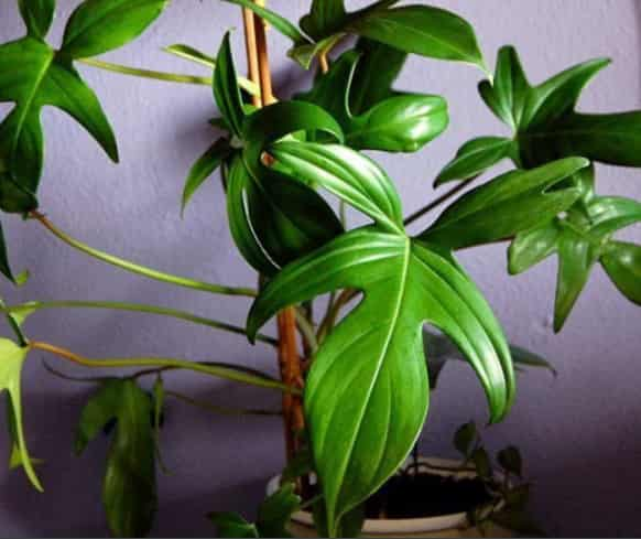 Philodendron pedatum plant