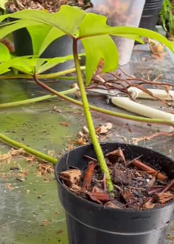 Planting in the new pot