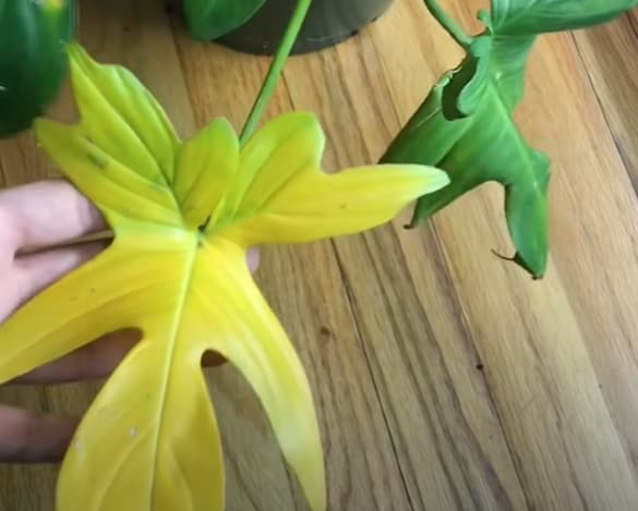 Yellow leaves of philodendron pedatum
