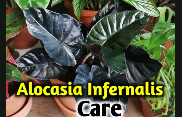 Alocasia Infernalis care, propagation, leaves problems [All you need to know]