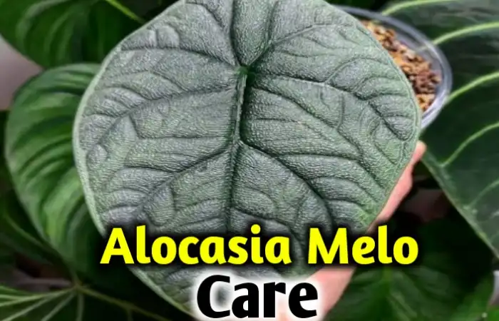 Alocasia melo care, propagation, leaves problem [all you need to know]