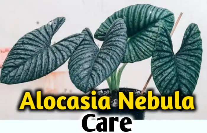 Alocasia Nebula care, propagation, leaves problems [All you need to know]