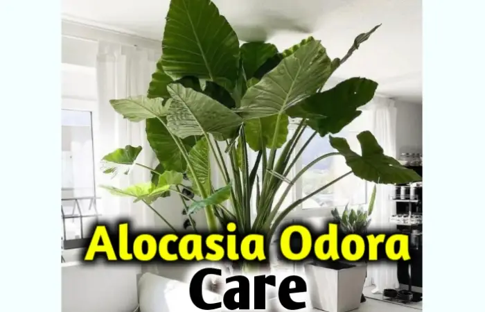 Alocasia Odora care, propagation, leaves problem [All you need to know]