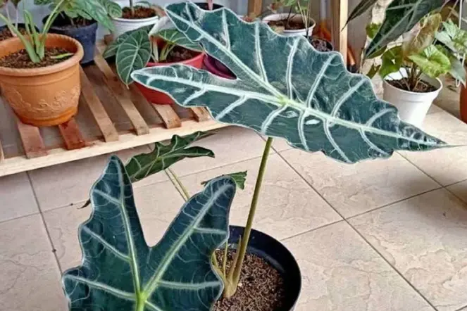 Alocasia amazonica