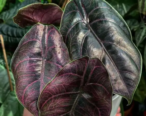 Alocasia azlani