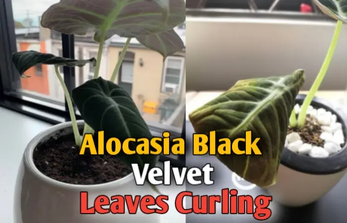 Alocasia black velvet leaves curling [5 effective solutions]