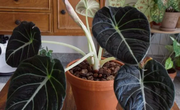 Alocasia black velvet