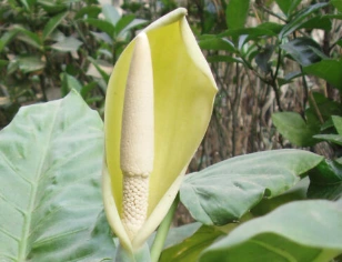 Alocasia flower