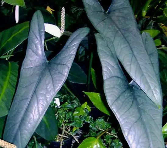 Alocasia heterophylla