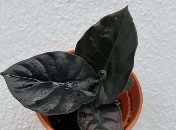 Alocasia infernalis