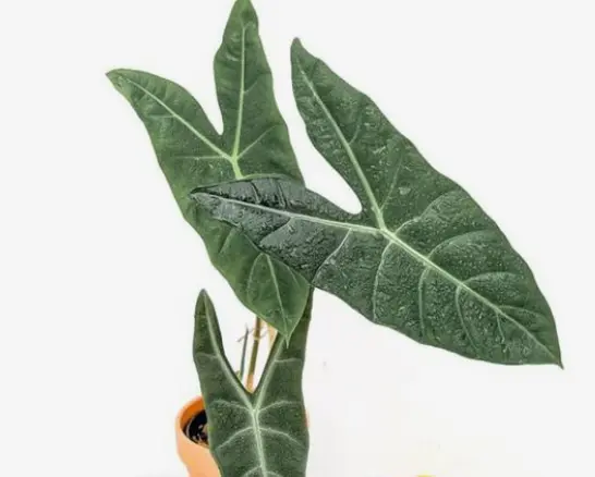 Alocasia longiloba